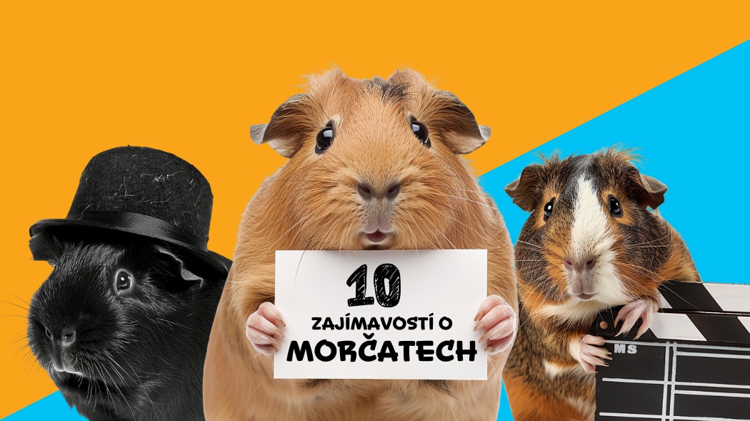 morcata_fin